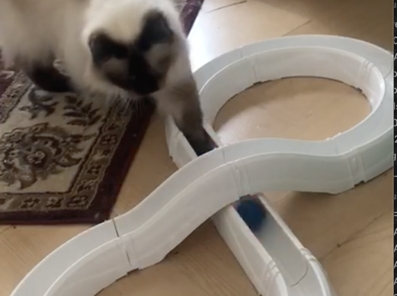 34211 Cat Toy