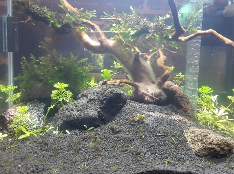 3990 Aquarium zum probieren
