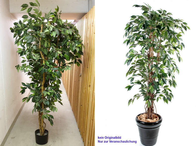 28212 Ficus Liane Grossblatt, grün, 170cm