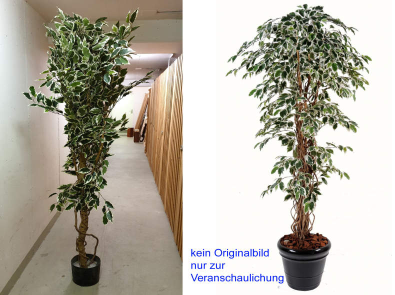 28214 Ficus Liane Grossblatt, grün-weiss